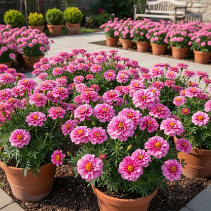 Pink Color French Marigold Seeds for Planting – Bright Annual Flower