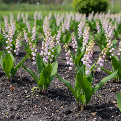 Pink Lily of the Valley Seeds for Planting