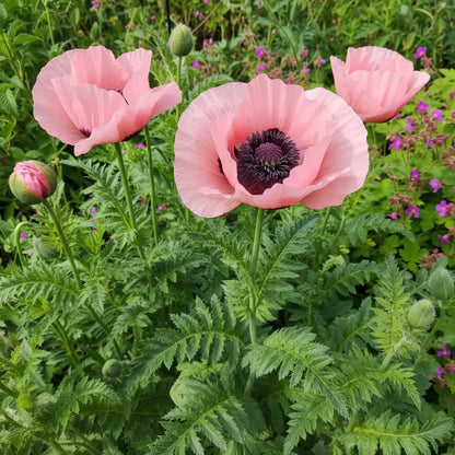 Pink Oriental Poppy Seeds for Planting – Herbaceous Perennial with Large Bright Blooms