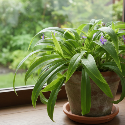 Tradescantia Spiderwort Flower Seeds - Spiderwort Flower Seeds for Garden