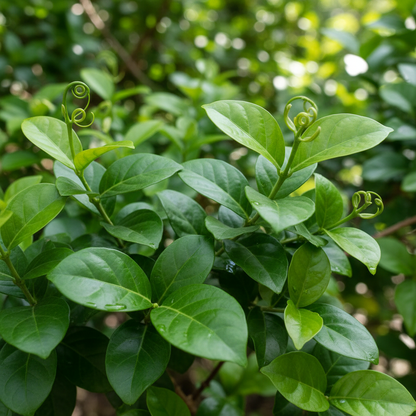 Jasmine Mixed Flower Seeds for Planting