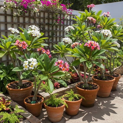 Mixed Colors Plumeria Rubra Flower Seeds for Planting (Frangipani) – Exotic Tropical Blooms