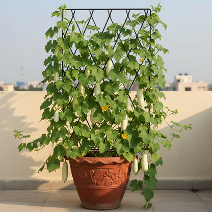 Rare White Wonder Cucumber Seeds – Organic, Heirloom (100 pcs)