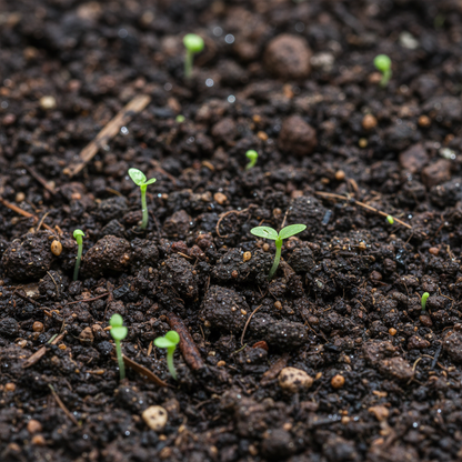 Pollia Thyriflora Seeds for Garden Planting