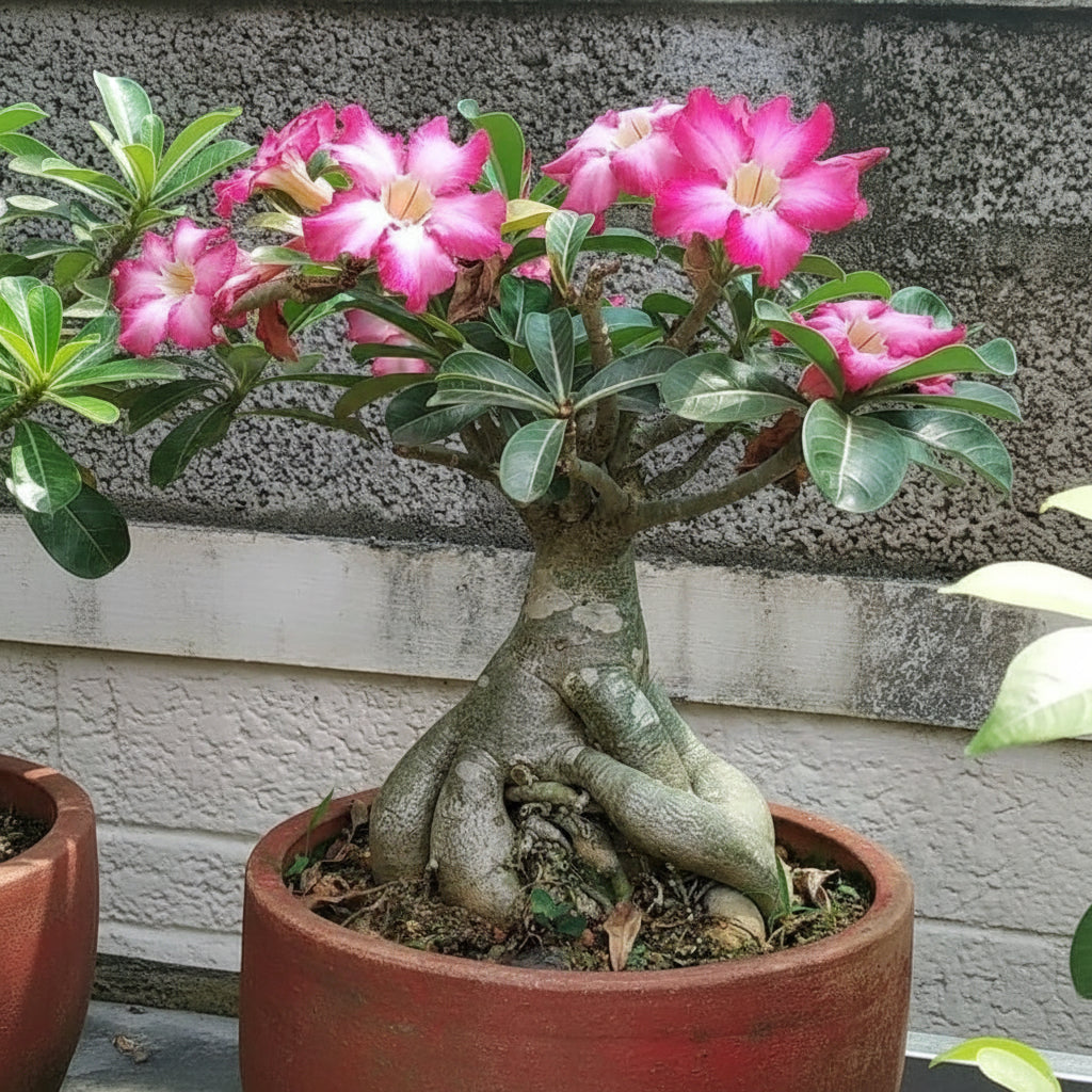 Pink and White Adenium Obesum Flower Seeds for Planting – Desert Rose Blooms