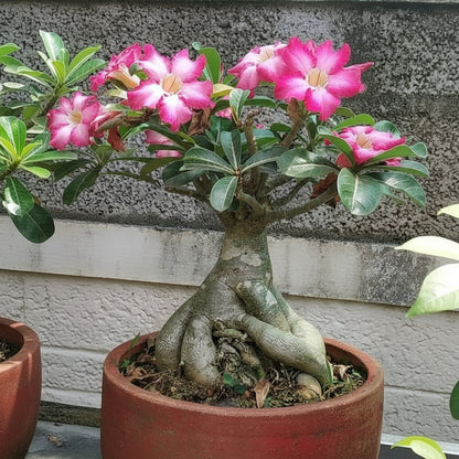 Pink and White Adenium Obesum Flower Seeds for Planting – Desert Rose Blooms