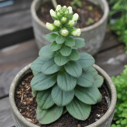Foxglove Mixed Wild Seeds – Pollinator Friendly Cottage Garden Blooms