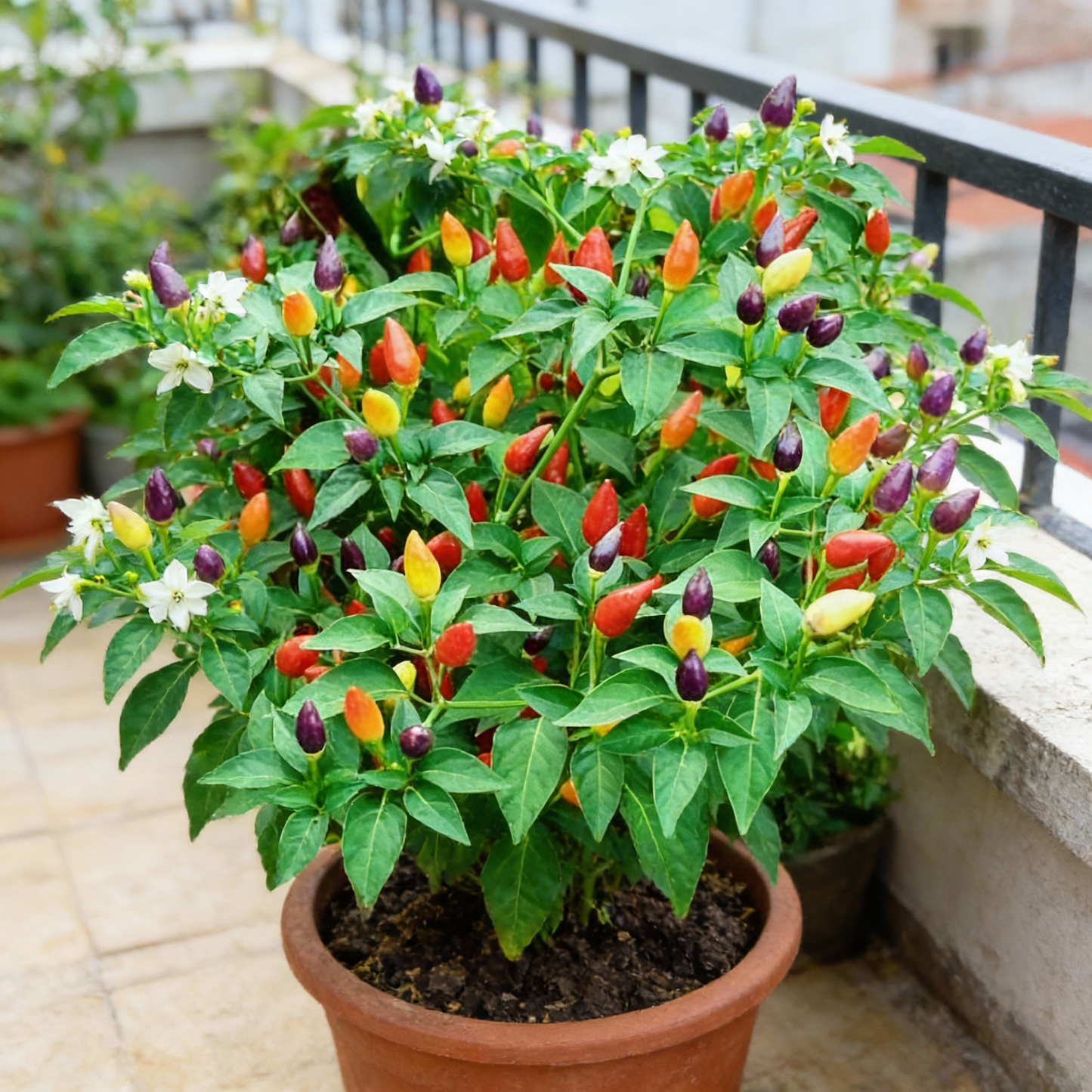 Ornamental Chili Choice Mixed Seeds for Gardening