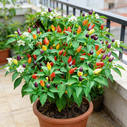 Ornamental Chili Choice Mixed Seeds for Gardening