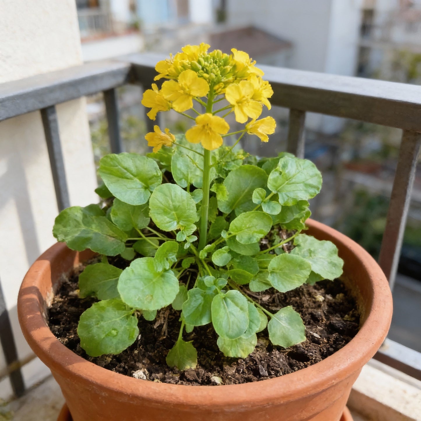 American Land Cress Seeds for Planting