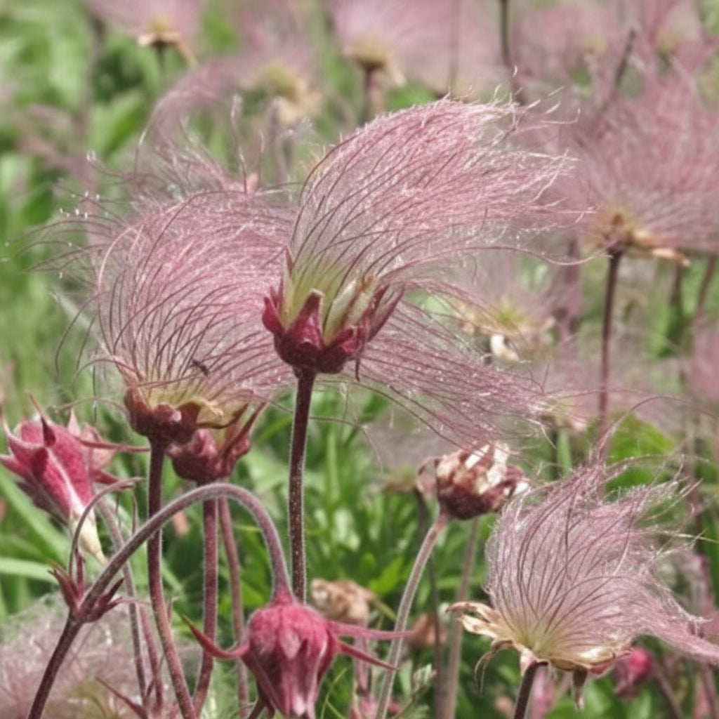 Prairie Smoke Wild Flower Seeds for Planting