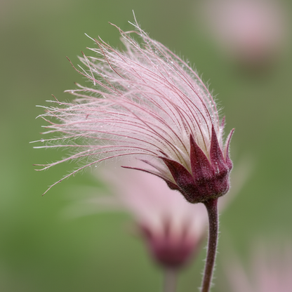 Prairie Smoke Wild Flower Seeds for Planting