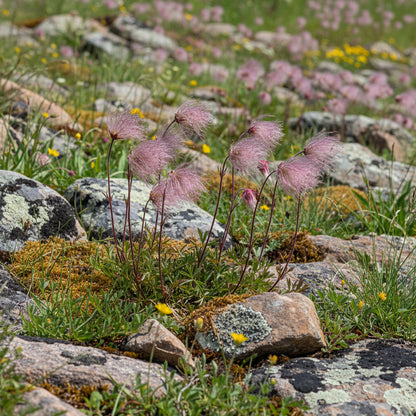 Prairie Smoke Wild Flower Seeds for Planting