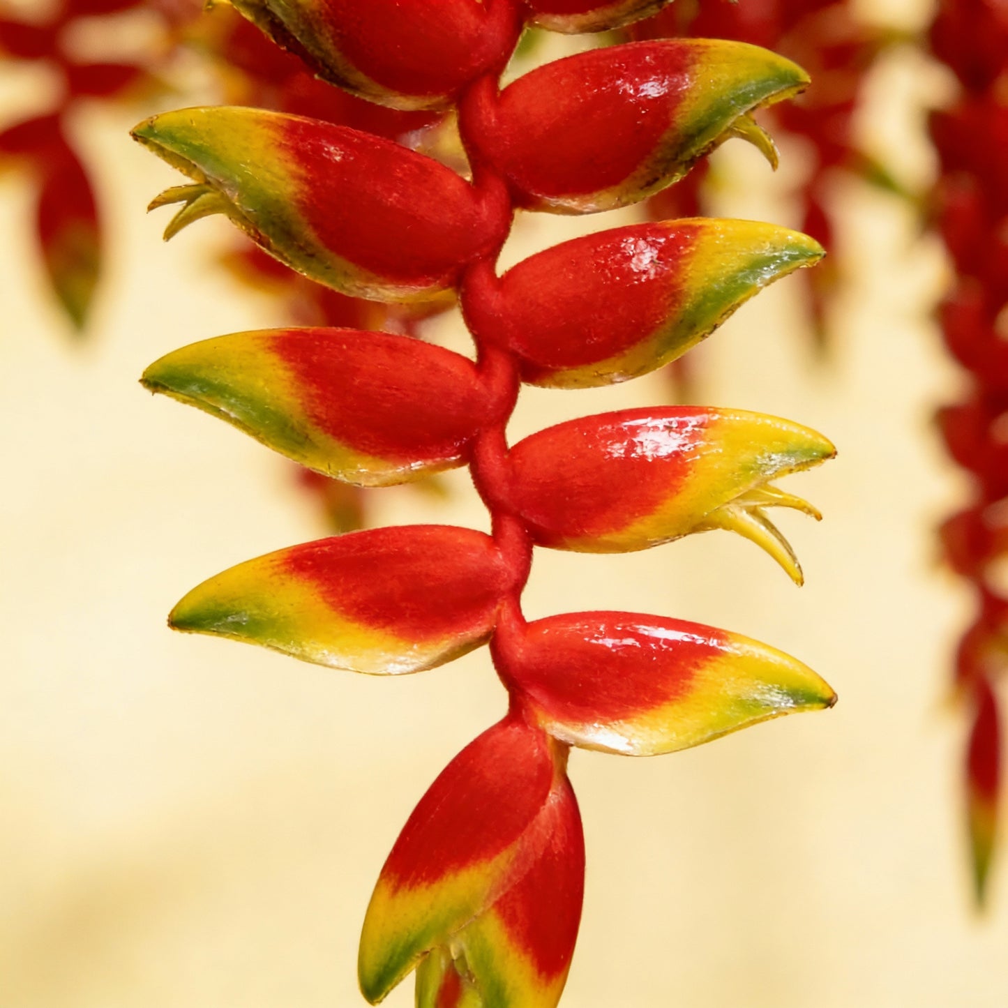 Heliconia Rostrata Seeds for Planting - Bird of Paradise