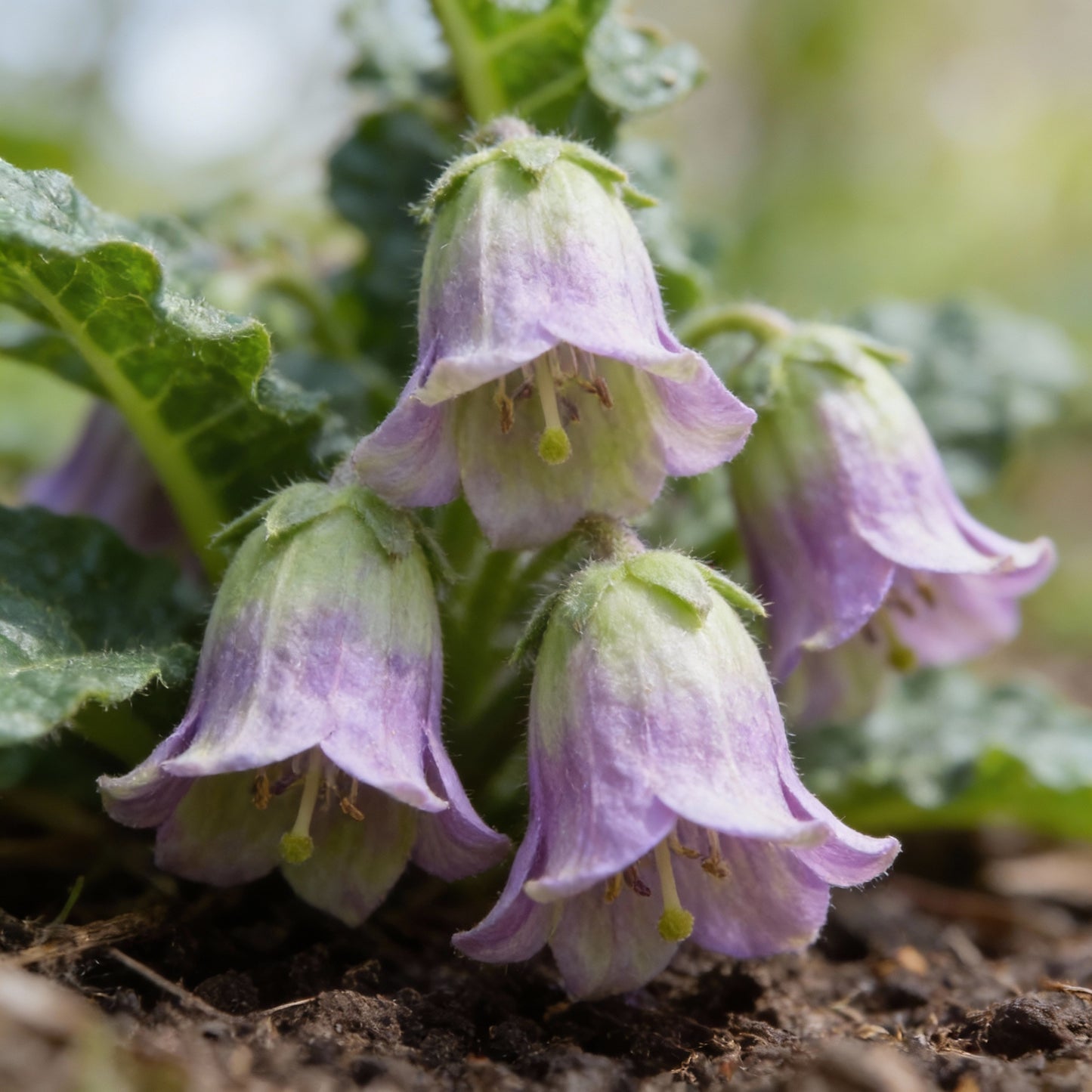Mandrake Seeds for Planting – Mandragora officinarum Perennial Herb Seeds