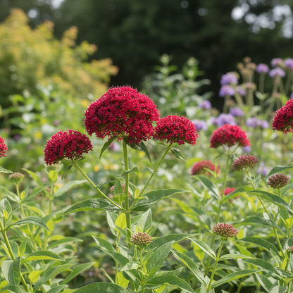 Pretty Betsy Flower Seeds - Centranthus Ruber Var. Coccineus