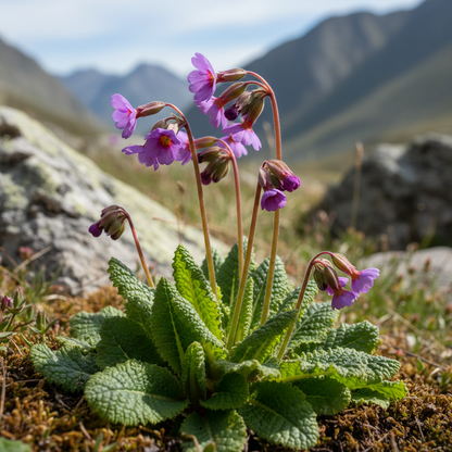 Primula Alpicola Violacea Flower Seeds for Garden Planting