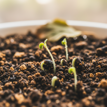 Primula Kisoana Flower Seeds – Delicate Pink Blooms for Shaded Gardens