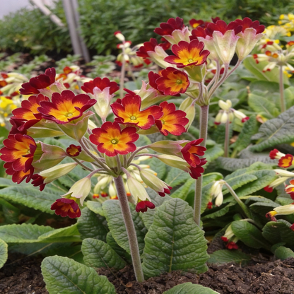 Primrose Veris Sunset Red Colours Flower Seeds – Perennial for Planting