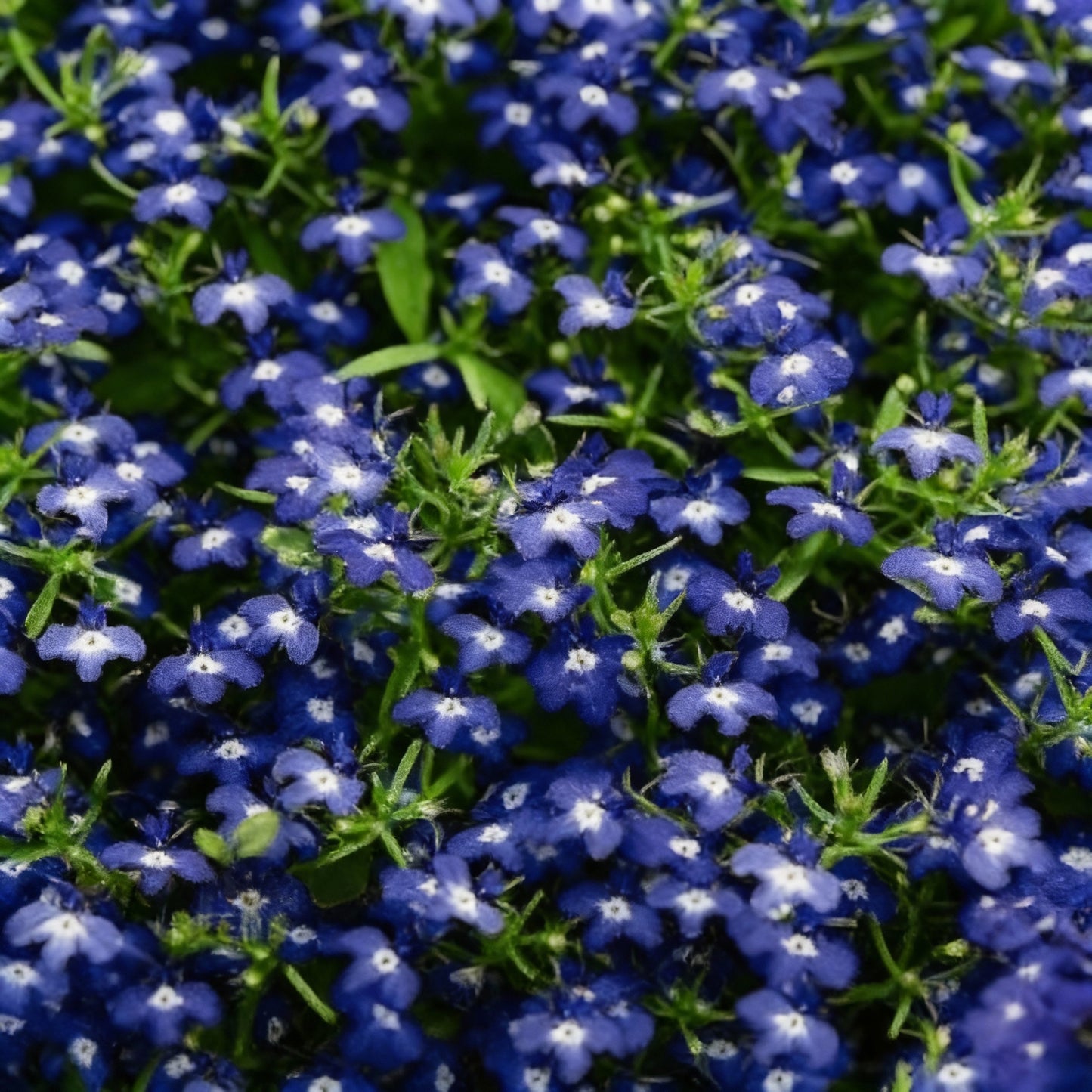 Lobelia Cobalt Blue Seeds for Garden Planting