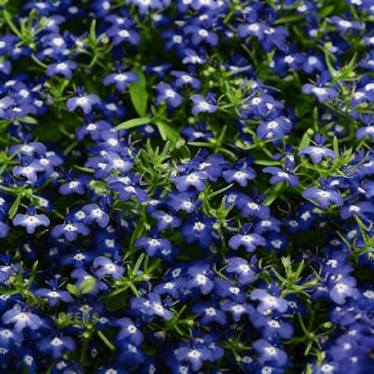Lobelia Cobalt Blue Seeds for Garden Planting