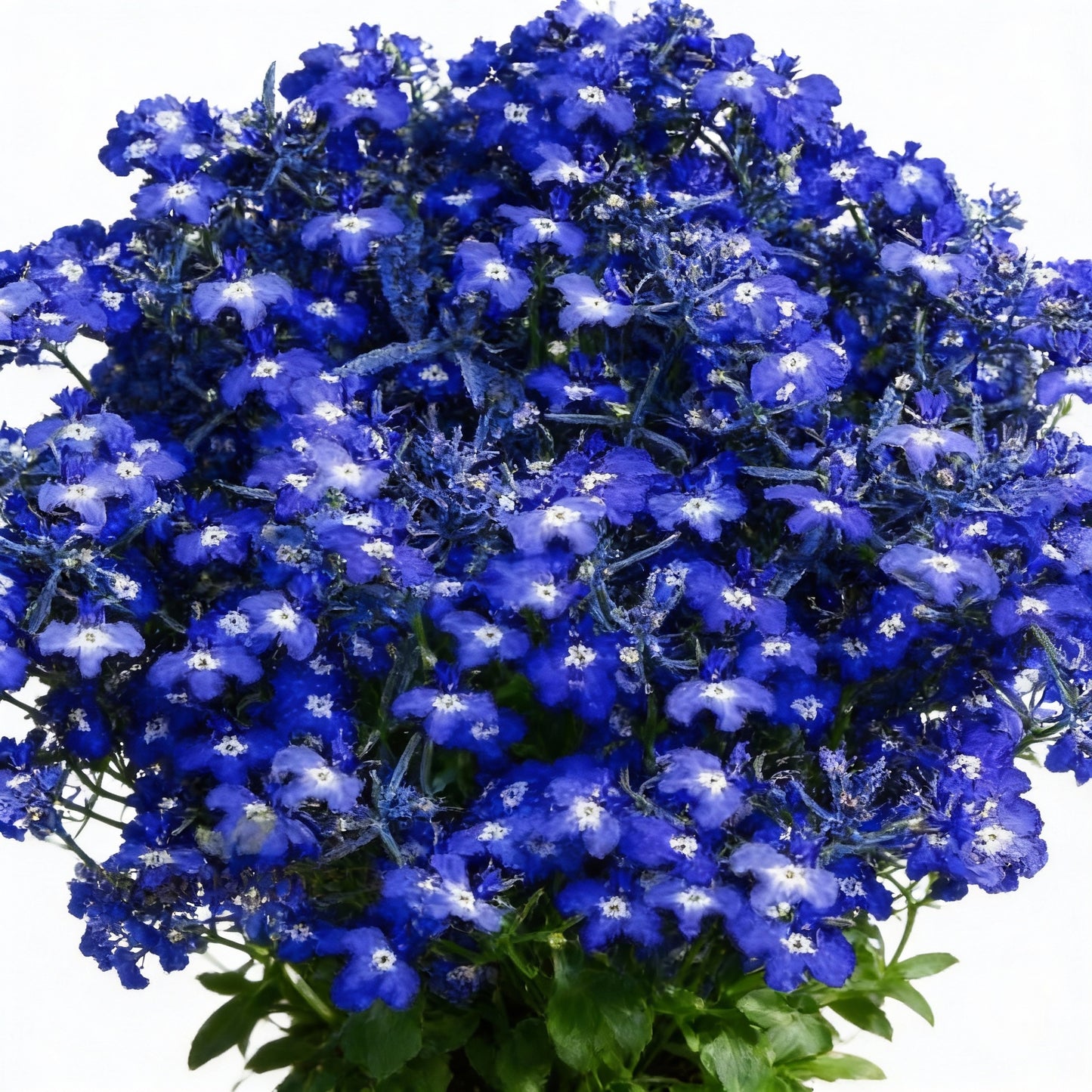 Lobelia Cobalt Blue Seeds for Garden Planting