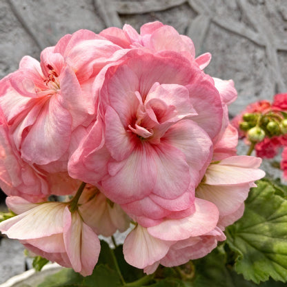 Geranium Flower Seeds for Garden Planting
