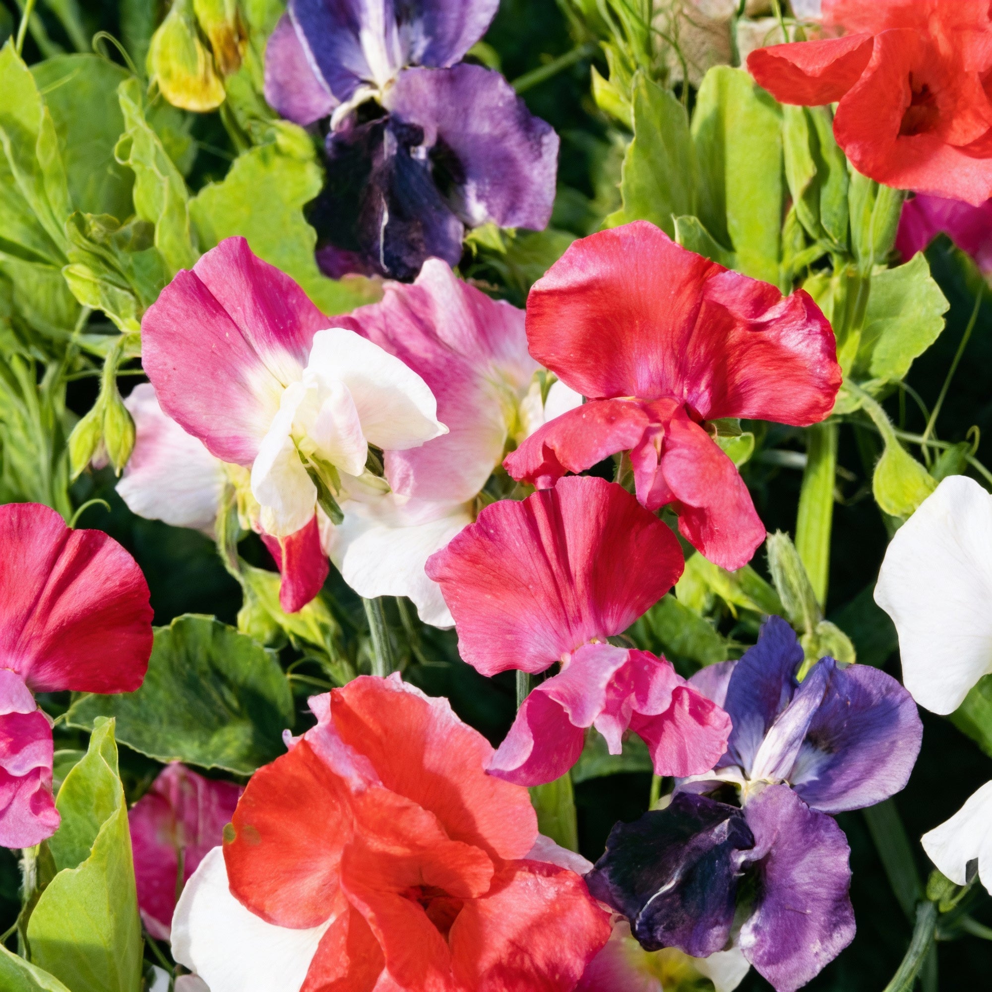 sweet-pea-little-sweetheart-mix-flower-seeds-for-garden-planting