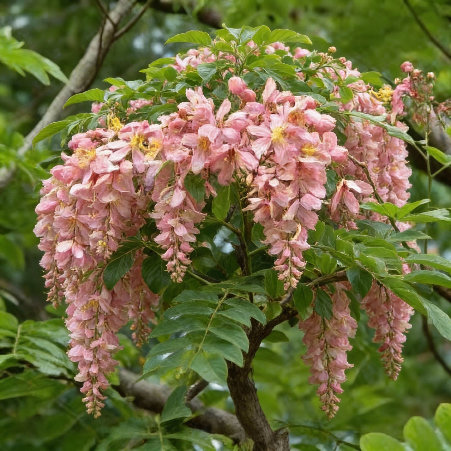 Cassia Javanica Seeds for Garden Planting