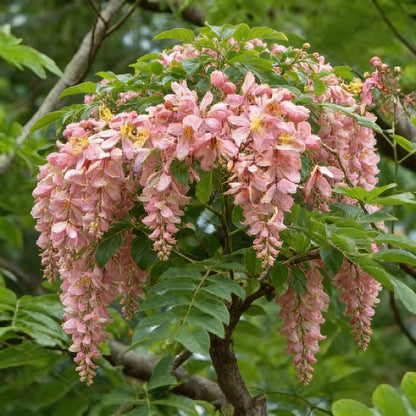Cassia Javanica Seeds for Garden Planting