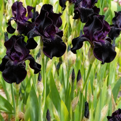 Perennial Black Magic Iris Flower Seeds for Garden Planting