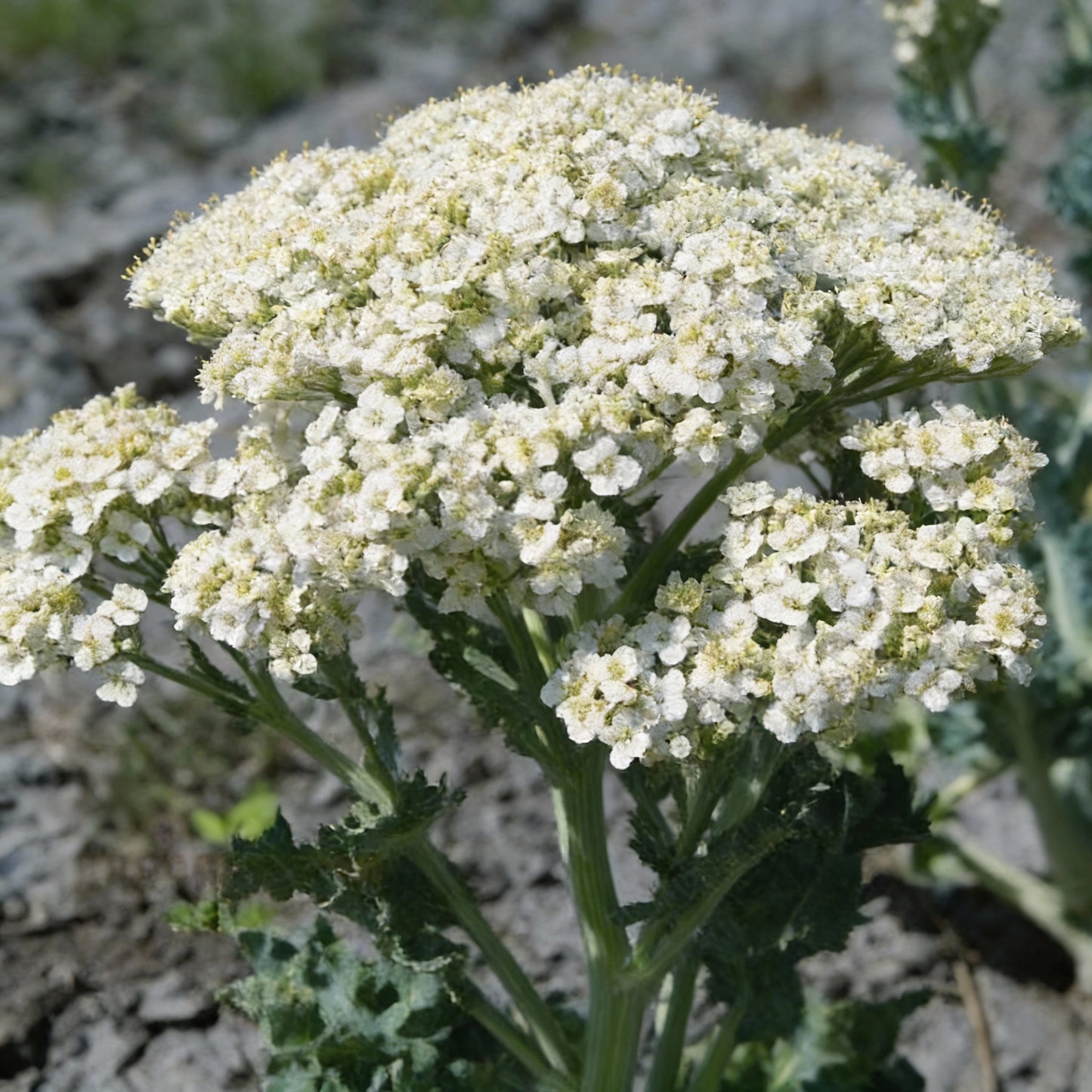 Seakale Lilywhite Flower Seeds for Garden Planting