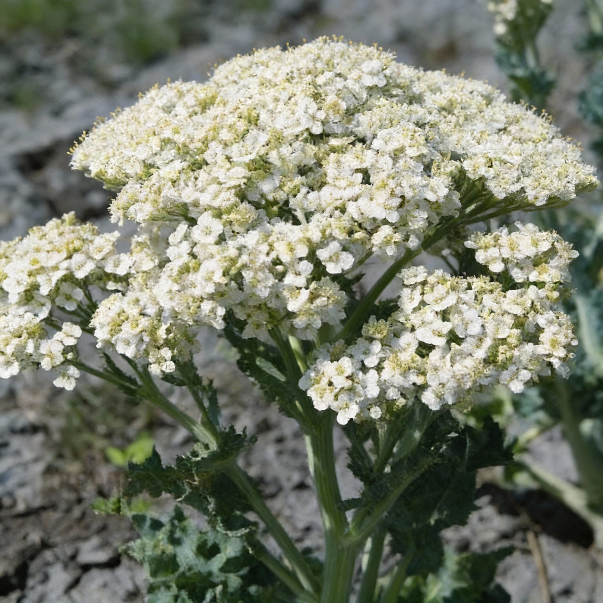seakale-lilywhite-flower-seeds-for-garden-planting