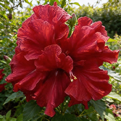 Double Red Hibiscus Flower Seeds for Garden Planting