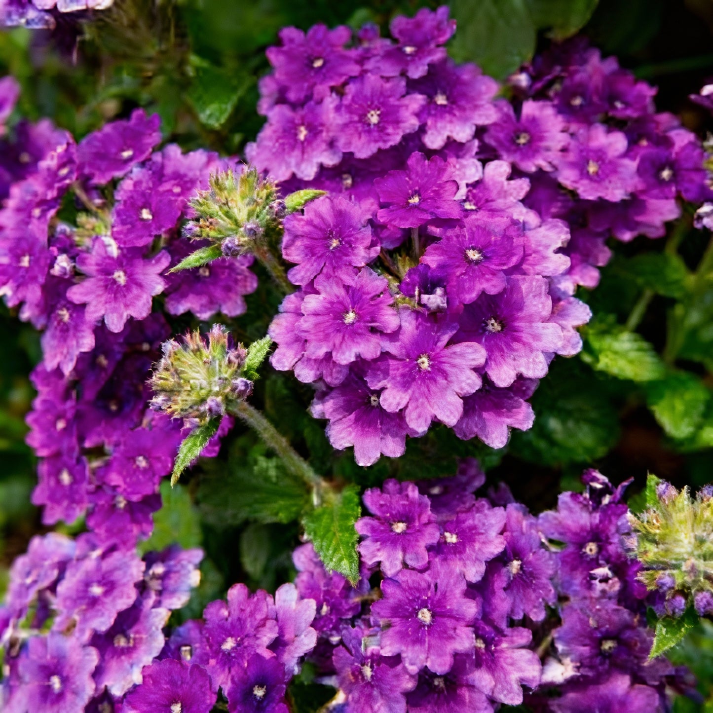 Verbena Bonariensis Flower Seeds for Garden Planting
