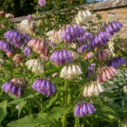 Symphytum officinale Comfrey Seeds – Perennial for Planting