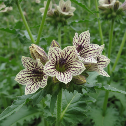 Hyoscyamus Niger Flower Seeds – Black Henbane for Planting