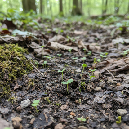 Gentiana Asclepiadea Alba Flower Seeds – White Alpine Willow Gentian