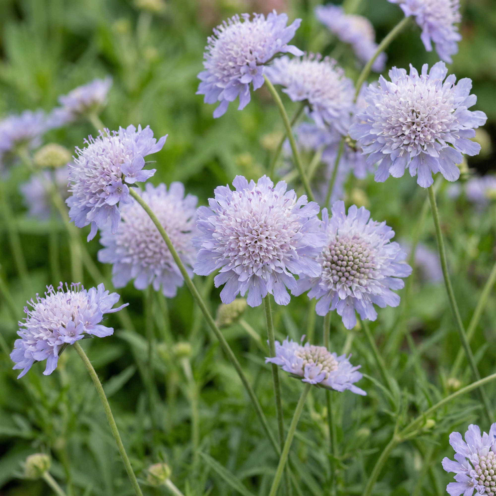 scabiosa-incisa-seeds-for-garden-planting