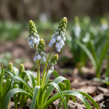 Pseudomuscari Azureum Alba Flower Seeds for Garden Planting