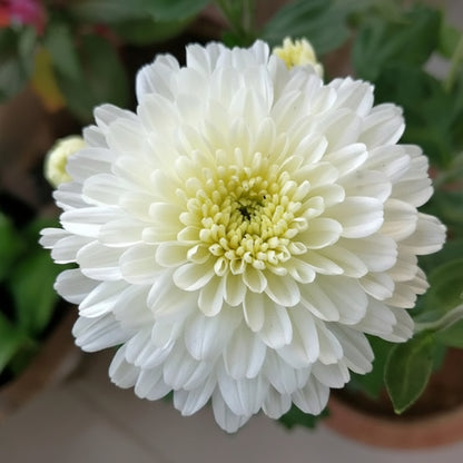 Premium White Chrysanthemum Flower Seeds for Planting
