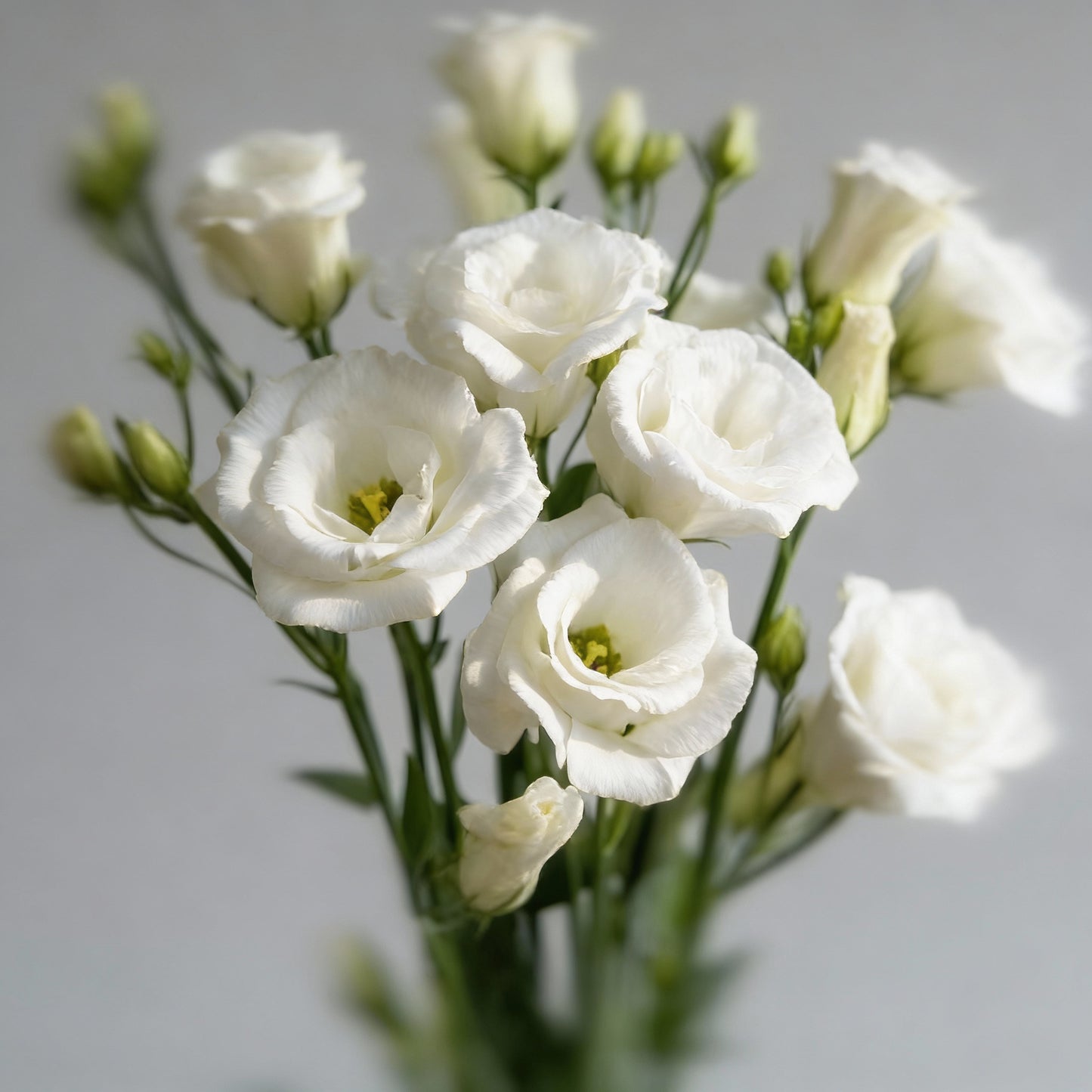 Lisianthus Echo White Flower Seeds – Elegant Pure White Blooms for Gardens & Bouquets