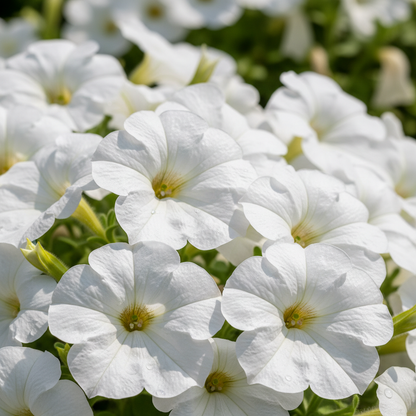 White Garden Petunia Flower Seeds for Garden Planting