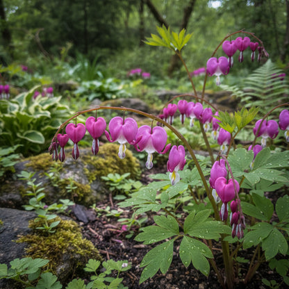 Purple Bleeding Heart Flower Seeds for Planting