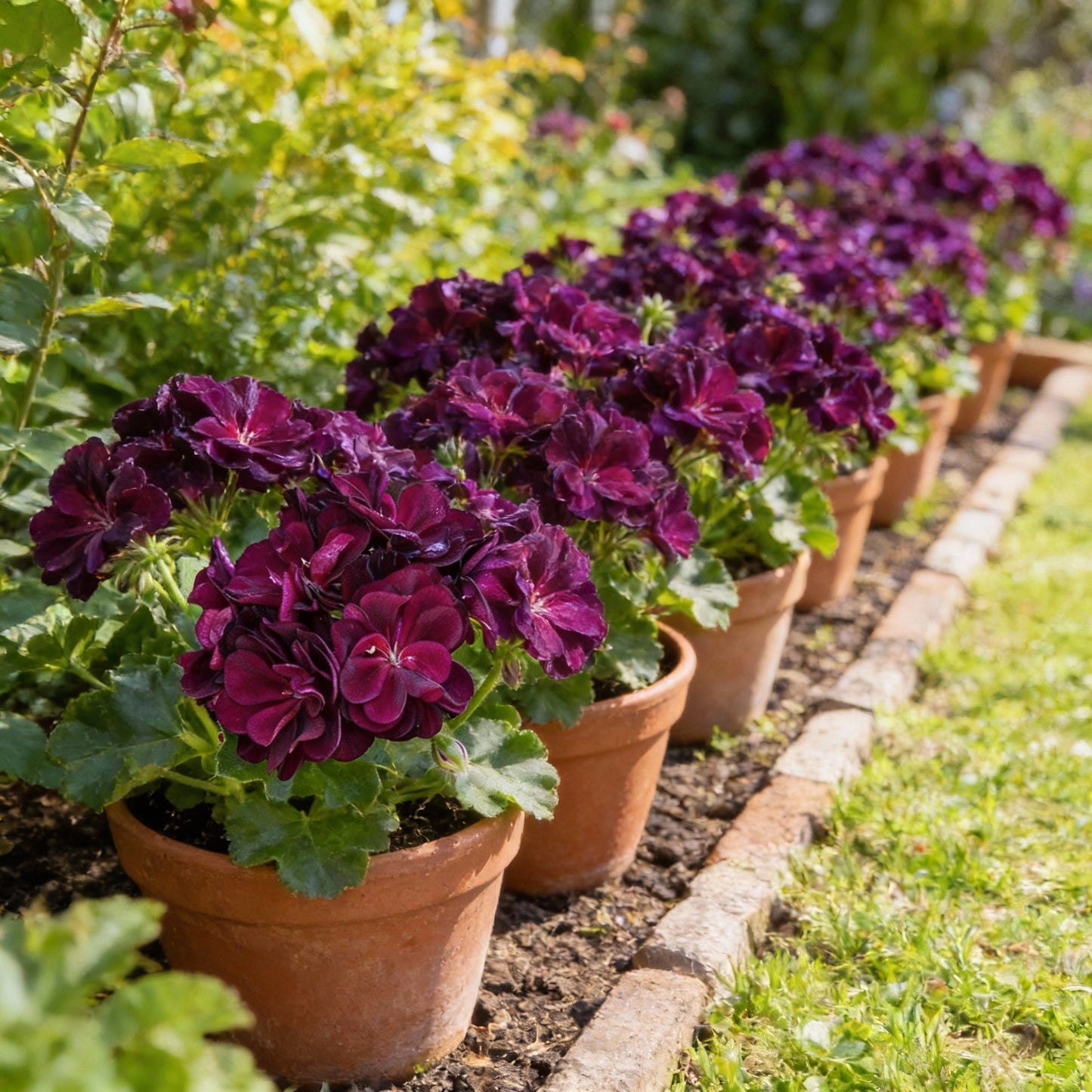 Purple Geranium Flower Seeds – Vibrant Ornamental Blooms for Home Garden