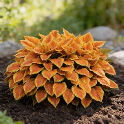 Orange Hosta Seeds for Planting - Shade Garden Perennial