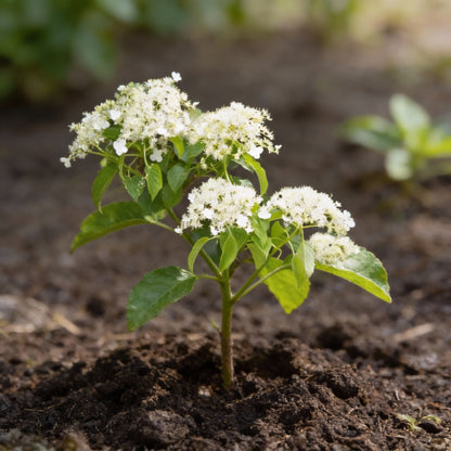 Climbing Hydrangea Flower Seeds for Garden Planting
