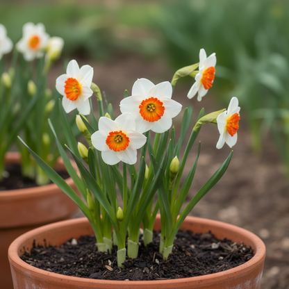 Daffodil Flower Seeds White and Orange Blooms for Garden Planting
