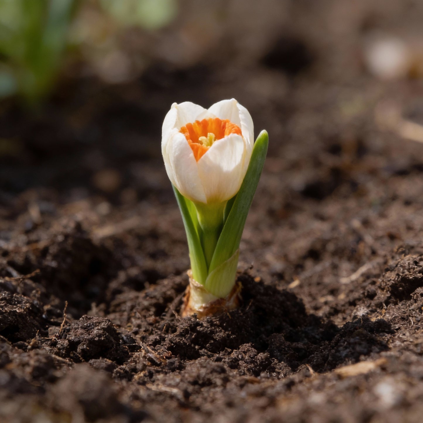 Daffodil Flower Seeds White and Orange Blooms for Garden Planting