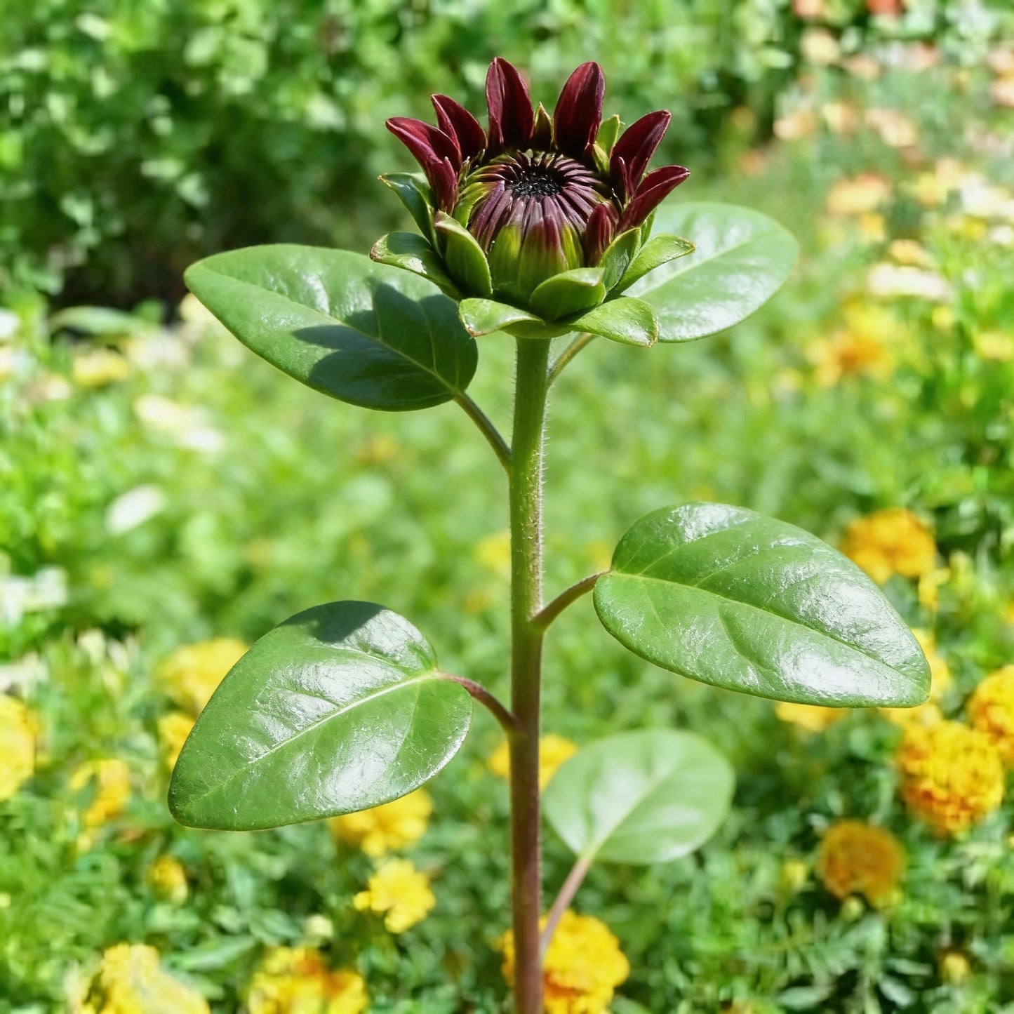 Burgundy with Black Center Sunflower Seeds for Garden Planting